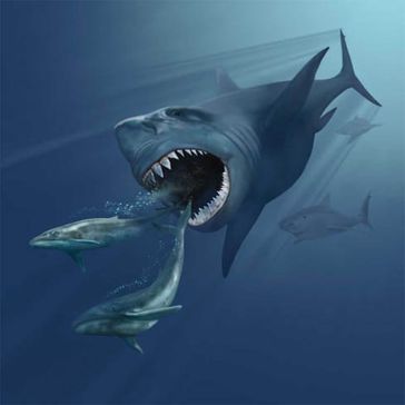 Künstlerische Darstellung eines Megalodon. Um einen Eindruck von der Größe zu vermitteln, ist auf der Abbildung die Jagd auf zwei Wale der Gattung Eobalaenoptera illustriert.