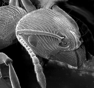 Ameisenkopf im Rasterelektronenmikroskop