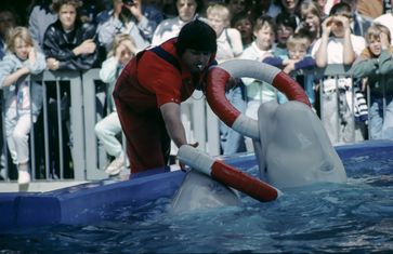 Duisburger Zoo: Beluga-Dressur (1980er Jahre)