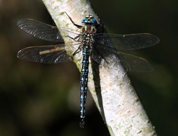 Der Frühe Schilfjäger (Brachytron pratense), eine der in der Studie untersuchten Arten, ist eine an stehende Gewässer angepasste Großlibellenart aus der Familie der Edellibellen.
Quelle: Copyright: Christian Hof, BiK-F (idw)