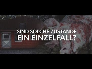 Bild: Screenshot Video: "Zum 7. Mal: Erneut Schweinequal aufgedeckt" (https://youtu.be/83yludB8Qu4) / Eigenes Werk