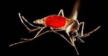 Die Ägyptische Tigermücke (Aedes aegypti) kann verschiedene Krankheiten übertragen, darunter Gelb- und  Dengue-Fieber. Genetisch veränderte Mücken aus dem Labor sollen die wildlebenden Vorkommen dezimieren und so die Infektionsgefahr für den Menschen verringern. Mögliche Risiken dieser Bekämpfungsstrategie sind jedoch noch nicht ausreichend bekannt.
Quelle: Science Photo Library / Agentur Focus (idw)