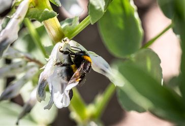Die Blüten von Hülsenfrüchten bieten Insekten Pollen und Nektar.  Bild: Bild von Daniel Schneider - Schn Fotograf: Fotograf: Daniel Schneider