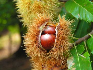 Geöffnete Cupula mit Früchten