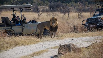 Löwe Cecil im Hwange National Park, Zimbabwe. Bild: Vince O'Sullivan, on Flickr CC BY-SA 2.0