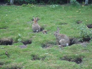 Europäische Wildkaninchen (Oryctolagus cuniculus) in der Frankfurter Innenstadt.