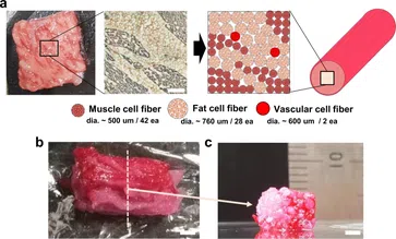 Steakähnliches Kulturfleisch mittels einer Bioprinting-Methode aus dem Jahr 2021. Das Fleisch besteht aus drei Arten von Rinderzellfasern und hat eine Struktur, die der von ursprünglichem Fleisch ähnelt.[15][16]