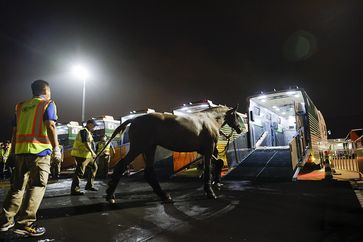 Bild: Fédération Equestre Internationale