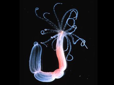 Ausgewachsener Polyp von Nematostella vectensis
Quelle: Nature, 2005 (idw)