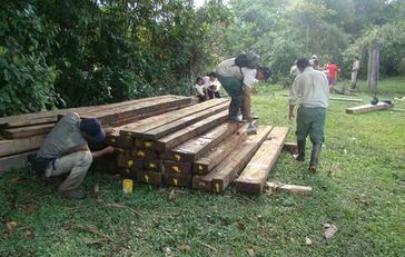 Illegal geschlagenes Holz, das bei der SERNANP-Razzia im Manú-Nationalpark beschlagnahmt wurde. Bild: SERNANP/Survival