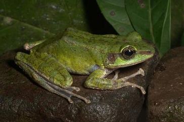 Sanguirana igoroata von den Philippinen, ebenfalls infiziert mit dem Amphibienpilz. Bild: R. Brown