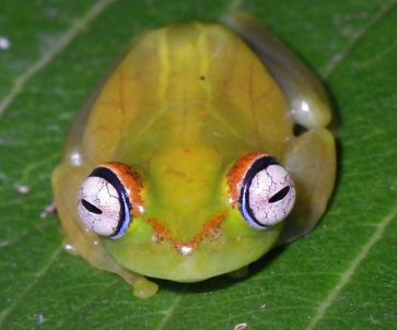 Ein Baumfrosch aus Nordmadagaskar (Boophis sambirano). Diese Art gehört zu einer großen Gruppe von Fröschen, deren Vorfahren vor 60 - 70 Millionen Jahren aus Asien nach Madagaskar kamen. Quelle: Miguel Vences, TU Braunschweig (idw)