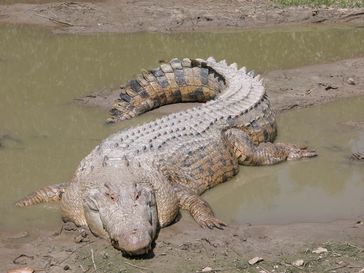 Das Leistenkrokodil (Crocodylus porosus), auch Salzwasserkrokodil oder Saltie genannt, ist das größte heute lebende Krokodil, gefolgt vom Nilkrokodil.