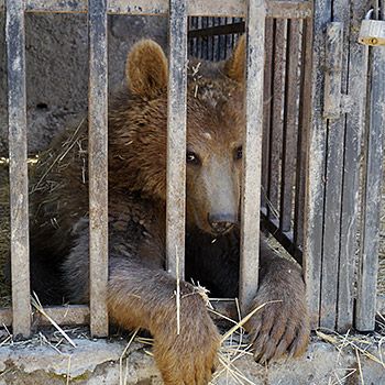 Auswilderung der Bärin Masha. Bild:  © Immo Fischer / WWF