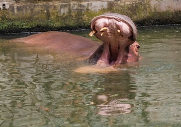 Gähnendes Flusspferd im Wasser (Symbolbild)