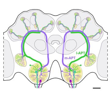 Das Geruchssystem der Honigbiene. In grün und lila markiert sind die beiden olfaktorischen Bahnen, die vom Antennenlobus in höhere Strukturen führen. Über sie verarbeitet die Biene Geruchsinformationen parallel.
Quelle: Grafik Martin Brill und Wolfgang Rößler (idw)