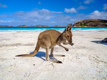 Känguru am Strand von Lucky Bay im Cape Le Grand National Park, Westaustralien