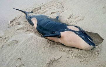 Am Strand von Rantum auf Sylt wurde am 8. Februar ein Schwertwal gefunden. Bild: C. Dethlefs