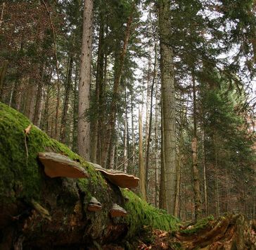 In Waldreservaten - hier Leihubelwald - gibt es sehr viel totes Holz. An liegenden Stämmen wachsen grosse Konsolenpilze.
Quelle: Reinhard Lässig (WSL) (idw)