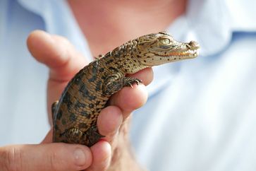 Jugendliches Kubakrokodil aus dem Zoo Hoyerswerda Bild: Zoo Hoyerswerda