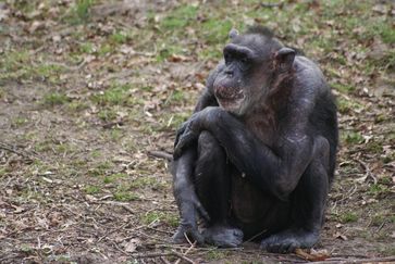 Schimpansen, die innerhalb der ersten beiden Lebensjahre von ihren Müttern getrennt wurden, sind noch Jahrzehnte später in ihrem sozialen Fellpflegeverhalten eingeschränkt. Quelle: Copyright: Jorg Massen (idw)