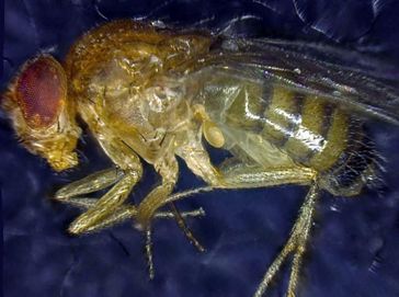 Auch ein dank Zelltherapie verlängertes Leben ist irgendwann zu Ende: ein totes Exemplar der Fliege Drosophila melanogaster. Quelle: Institut für Zellbiologie (idw)