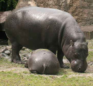 Zwergflusspferd -Mutter mit Kalb
Quelle: Foto: Gabriela Galateanu (idw)