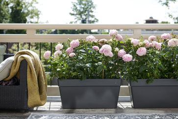 Balkonpflanzen eignen sich optimal, um eine heimische Ruhe-Oase zu schaffen. Bild: Pflanzenfreude.de Fotograf: Blumenbüro Holland