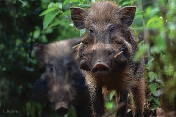 Bild: Verband der Zoologischen Gärten (VdZ) Fotograf: F. Richter