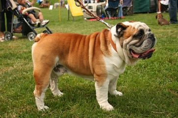 Englische Bulldogge