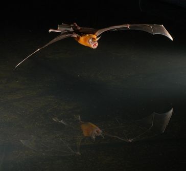 Das Große Hasenmaul gehört zu den wenigen Fledermausarten, die nicht nur in der Luft, sondern auch a
Quelle: Foto: Marco Tschapka / Uni Ulm (idw)