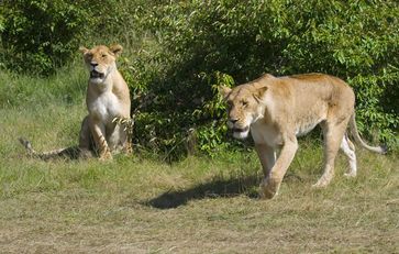 Zwei Löwenweibchen im Massai Mara Wildreservat