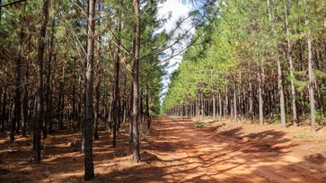 10.000 Hektar eigene Wälder als nachhaltige und nachwachsende Rohstoffquelle