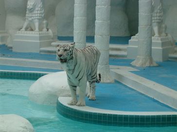 Ein weißer Tiger am The Mirage in Las Vegas. Bild: Johnwalton