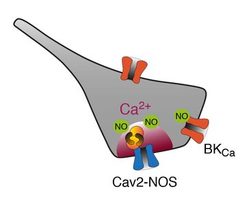 Elektro-chemische Kopplung durch Superkomplexe: Der Kalziumkanal (Cav2) liefert Kalziumionen (Ca2+), die das Enzym NO-Synthase (NOS) zur Herstellung des Botenstoffes NO aktivieren. Grafik: Bernd Fakler