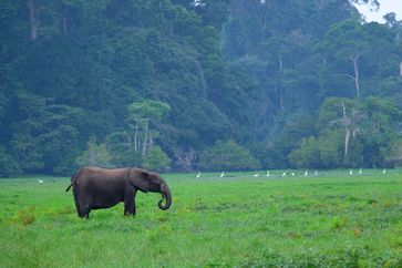 Waldelefant vor Regenwald /  Bild: "obs/3sat"