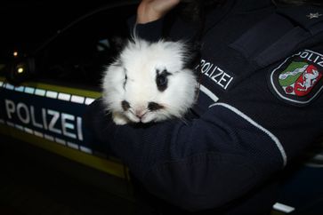 Die Polizei nahm das Kaninchen vorübergehend in ihre Obhut. Nun wartet es im Tierheim Bettikum auf seinen rechtmäßigen Besitzer. Bild: Polizei Rhein-Kreis Neuss