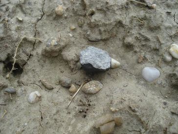Ein 24 Gramm schweres und etwa 34 Millimeter langes Meteoritenfragment am Fundort in der Nähe von Stubenberg in Niederbayern Quelle: Foto: Dieter Heinlein (Augsburg) (idw)