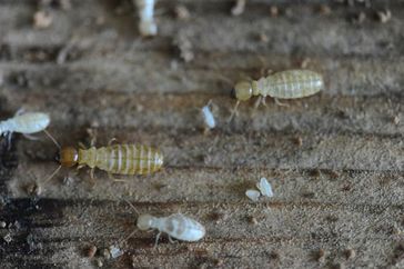 Das Genom der Termitenart Zootermopsis nevadensis ist entschlüsselt. Auf dem Bild sind Eier, Larven
Quelle: Foto: Judith Korb (idw)