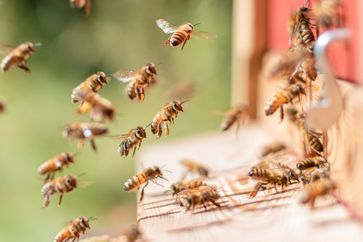 Honigbienen vor dem Flugloch ihres Bienenstocks. Bild: "obs/Aurelia Stiftung/Florian Zimmer-Amrhein"