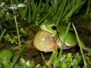 Der Östliche Laubfrosch (Hyla orientalis) besiedelte die nördlichen Breiten nach der letzten Eiszeit
Quelle: Christophe Dufresnes (idw)