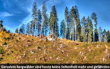 Gerodeter Berghang, leider mittlerweile politisch gewollt (Symbolbild)