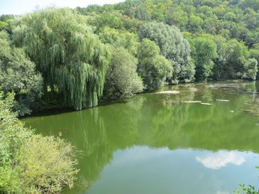 2. September 2015: Die massenhafte Vermehrung der Algen lässt sich an der starken Grünfärbung der Jagst erkennen. Quelle: Foto: Julia Kleinteich/Universität Tübingen (idw)