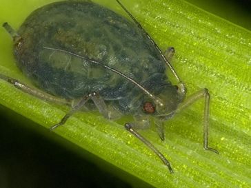 Wann es für eine Blattlaus wohl ratsam ist, die Wirtspflanze zu wechseln? Auch das erforschen Würzburger Biologen in einem neuen Sonderforschungsbereich. Das Bild zeigt eine Blattlaus der Art Rhopalosiphum padi.
Quelle: Foto: Jochen Krauss (idw)