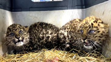 Archivbild: Gerettete Amurleopardenbabys, 9. Januar Bild: Das Naturschutzgebiet "Land des Leoparden" (https://leopard-land.ru/about/news/1051)