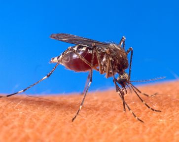 Gelbfiebermücke (Aedes aegypti)