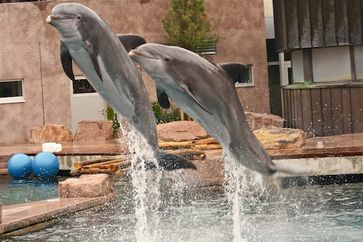 Delfine im Nürnberger Tiergarten gequält? Bild: WDSF (pressrelations)