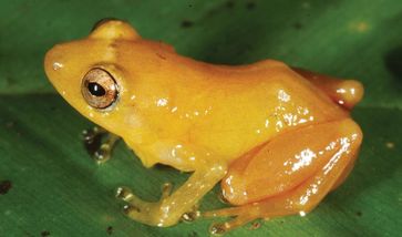 Nicht farbecht: Der Frosch Diasporus citrinobapheus– neu entdeckt von Senckenberg-Wissenschaftlern.
Quelle: © Senckenberg (idw)