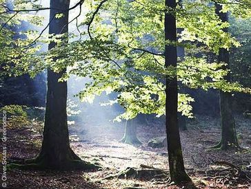 Buchenwald im Spessart © Oliver Soulas / Greenpeace Bild: Greenpeace (pressrelations)