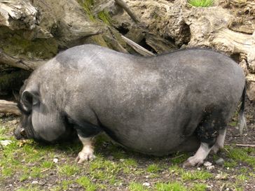 Hängebauchschwein im Tiergarten Ulm